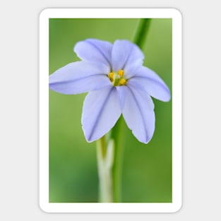 Ipheion &#39;Rolf Fiedler&#39; AGM Spring starflower Sticker